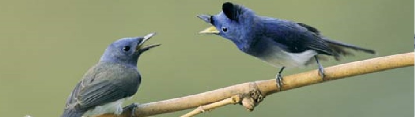 cropped-birds